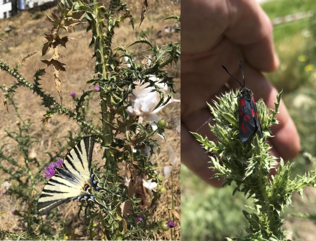 Abbildungen von Schmetterlingen in der Böschung entlang der Felberstraße. Links der streng geschützte Segelfalter (Iphiclides podalirius), rechts das Sechsfleck-Widderchen (Zygaena filipendulae).